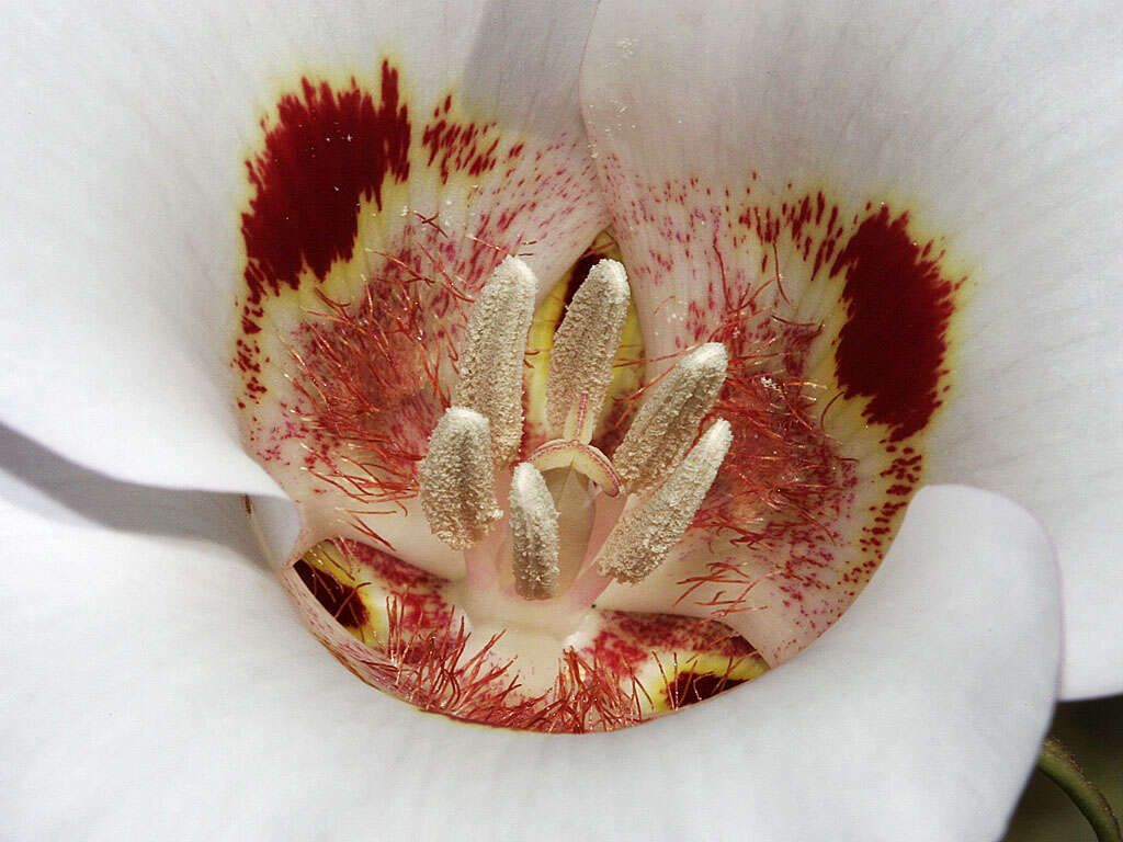 Image of butterfly mariposa lily