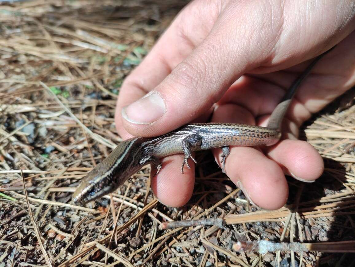 Image of Cope's Skink