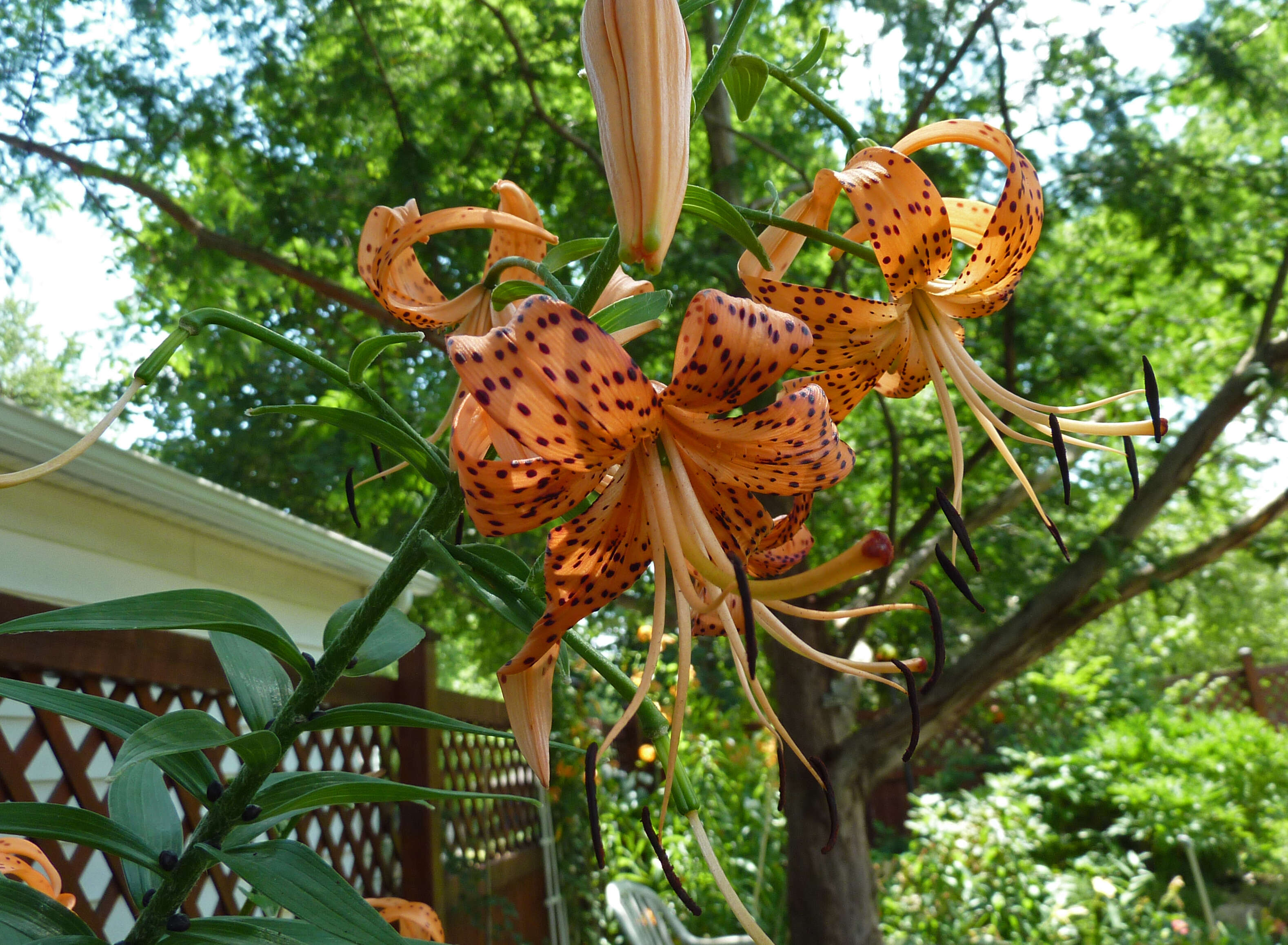 Image of Tiger lily