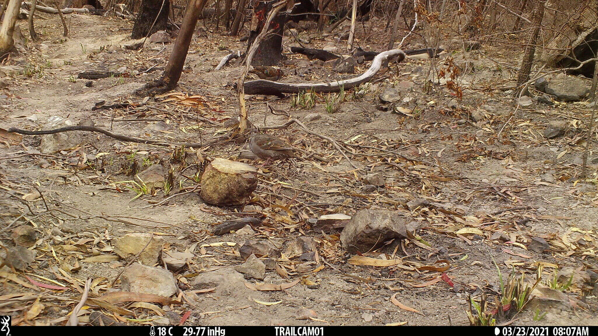 Image of Brush Bronzewing