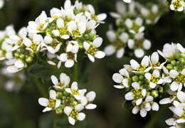 Image of Common Scurvygrass