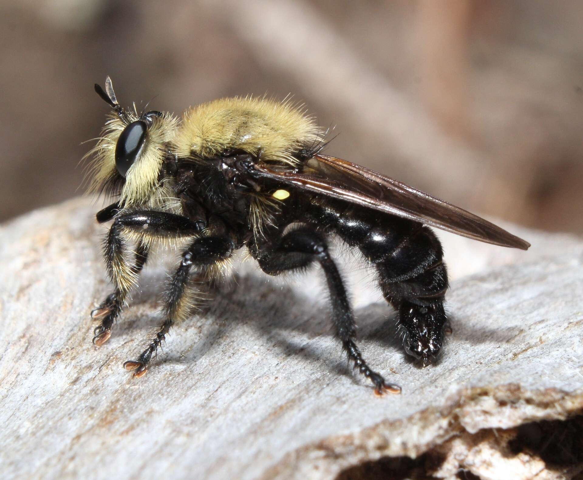 Image of Laphria virginica (Banks 1917)