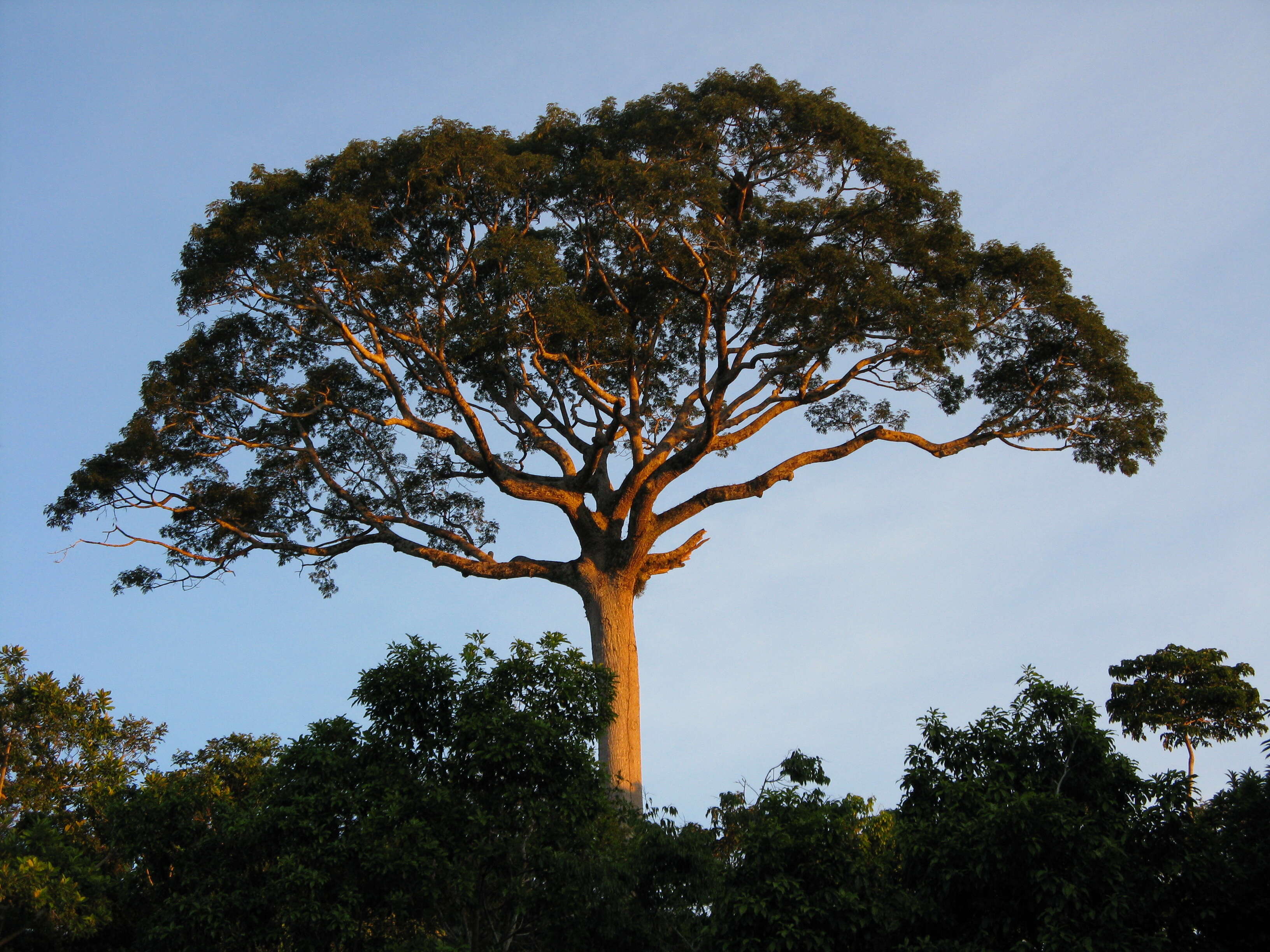 Image of kapoktree