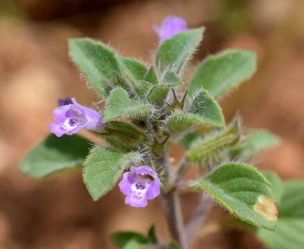 Слика од Clinopodium graveolens subsp. rotundifolium (Pers.) Govaerts