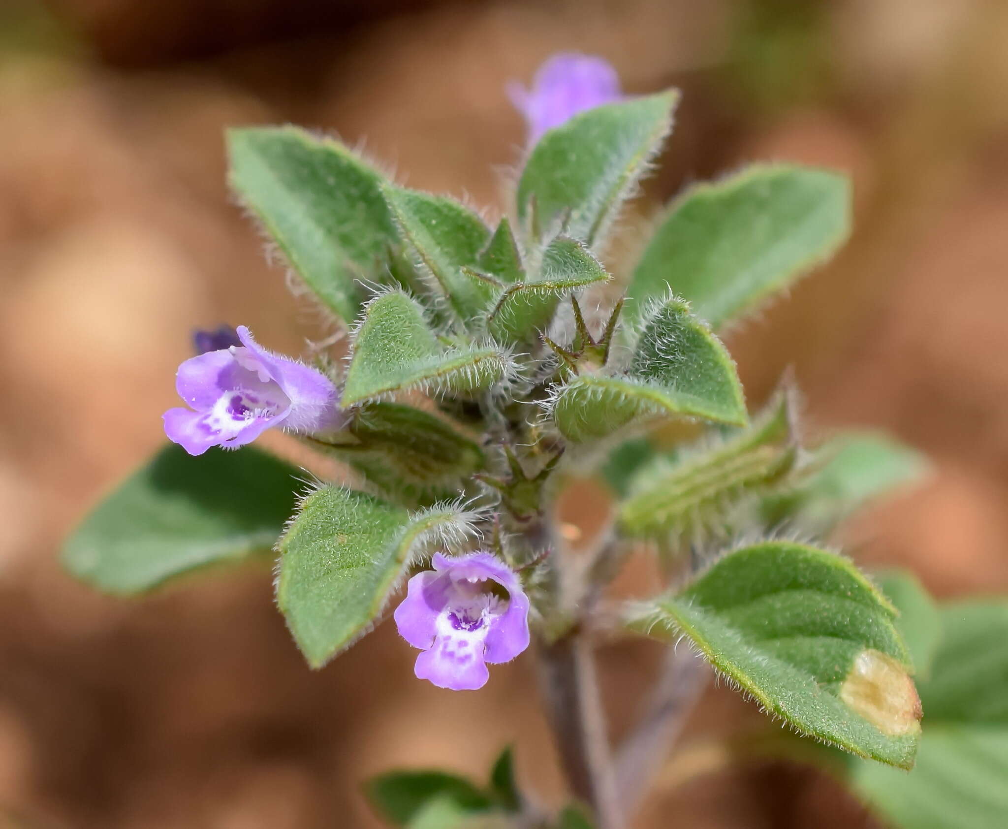 Plancia ëd Clinopodium graveolens subsp. rotundifolium (Pers.) Govaerts