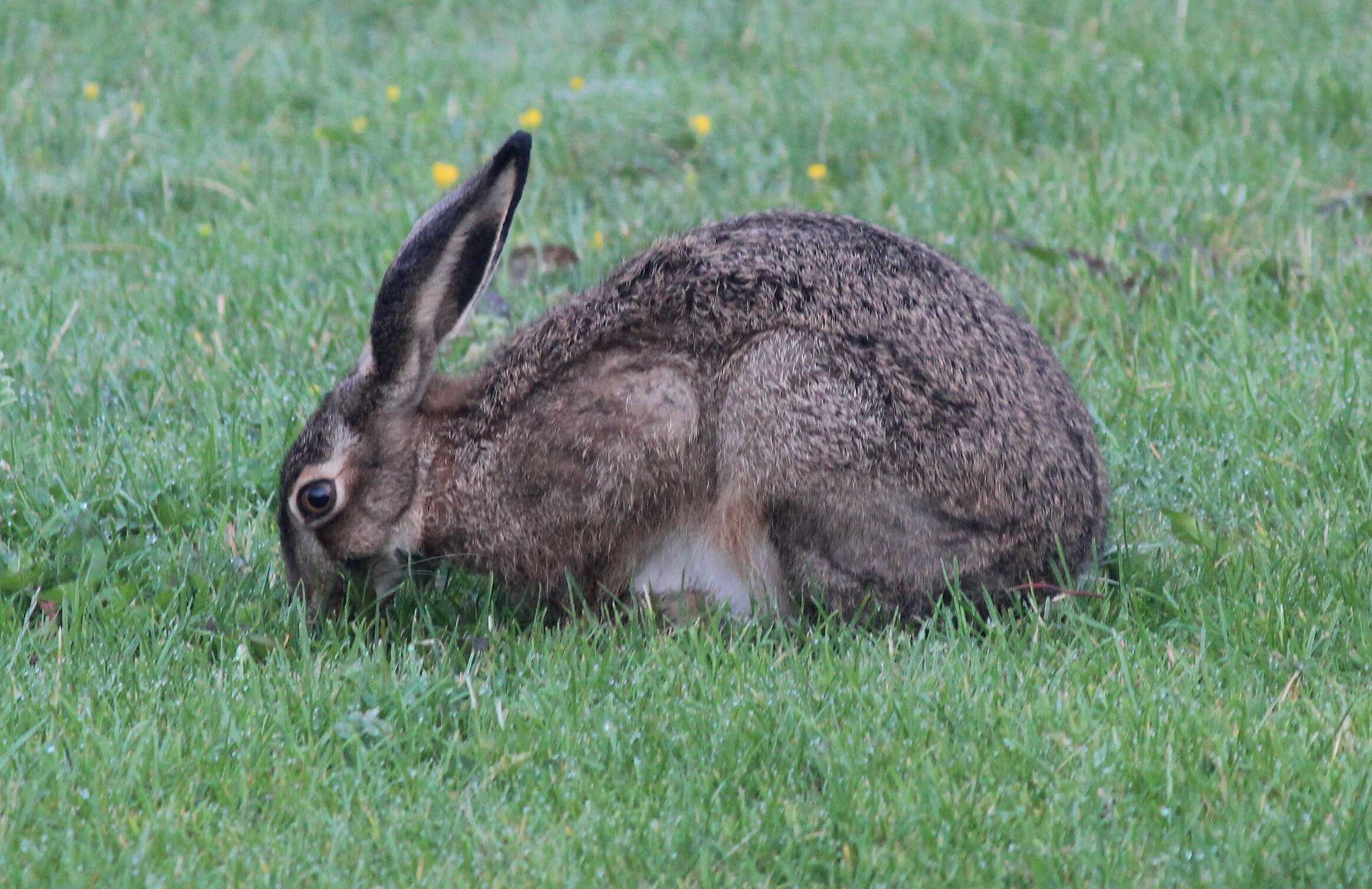 Image of brown hare, european hare