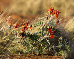 Plancia ëd Swainsona formosa (G. Don) J. Thompson