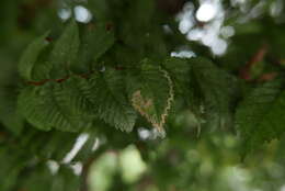 Stigmella ulmivora (Fologne 1860) Beirne 1945的圖片