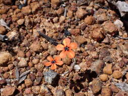 صورة Drosera miniata Diels