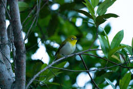 Image of Lowland White-eye