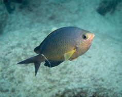 Image de Chromis ovalis (Steindachner 1900)