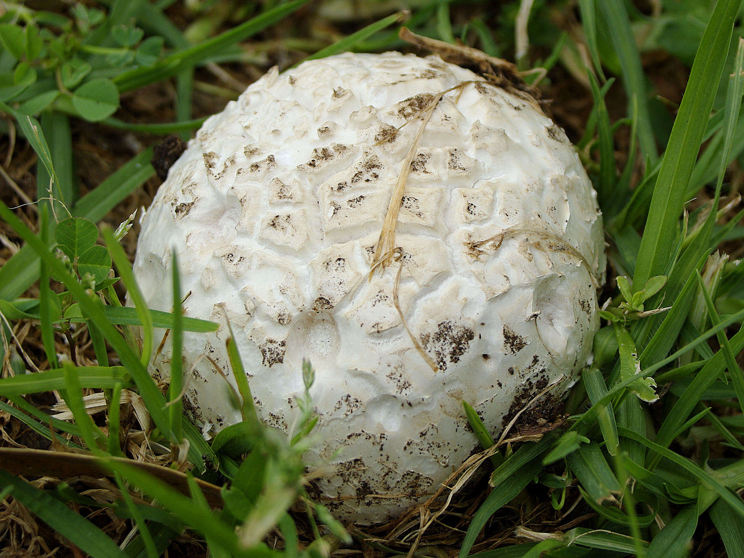 Image of Western giant puffball