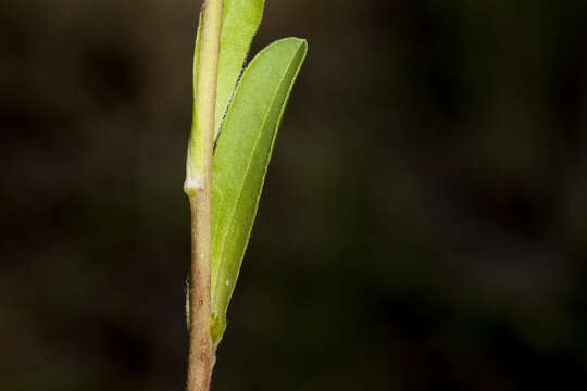 Image of smooth Townsend daisy