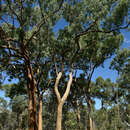 Image of Corymbia leichhardtii (F. M. Bailey) K. D. Hill & L. A. S. Johnson