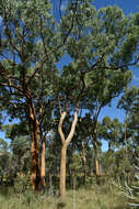 Image of Corymbia leichhardtii (F. M. Bailey) K. D. Hill & L. A. S. Johnson