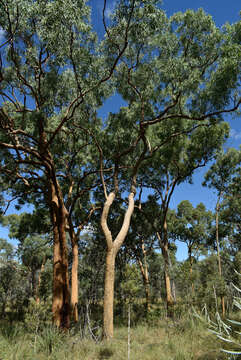 Plancia ëd Corymbia leichhardtii (F. M. Bailey) K. D. Hill & L. A. S. Johnson