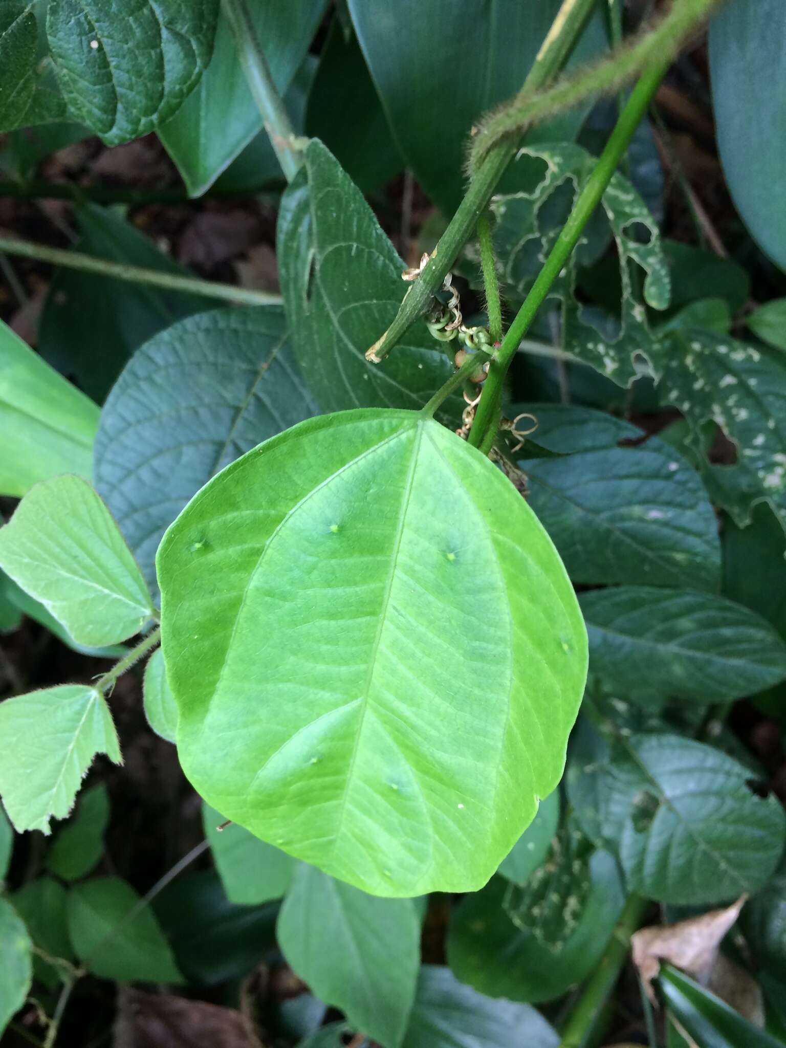 صورة Passiflora auriculata Kunth