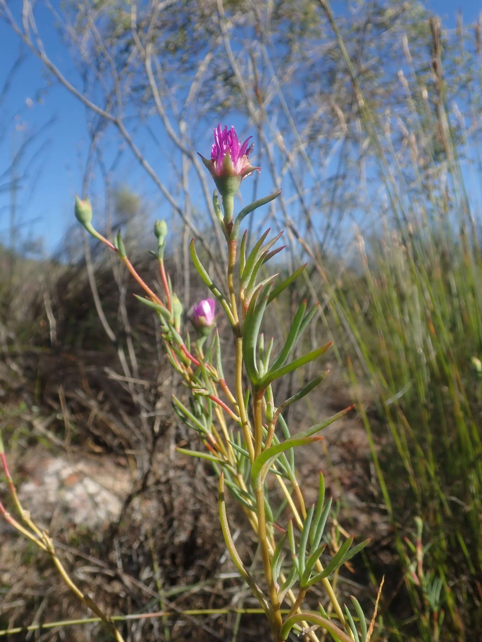 Image of Lampranthus dulcis (L. Bol.) L. Bol.