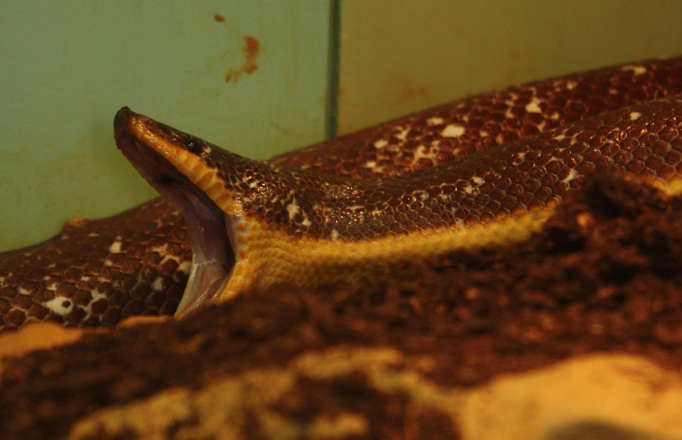 Image of Mexican burrowing pythons