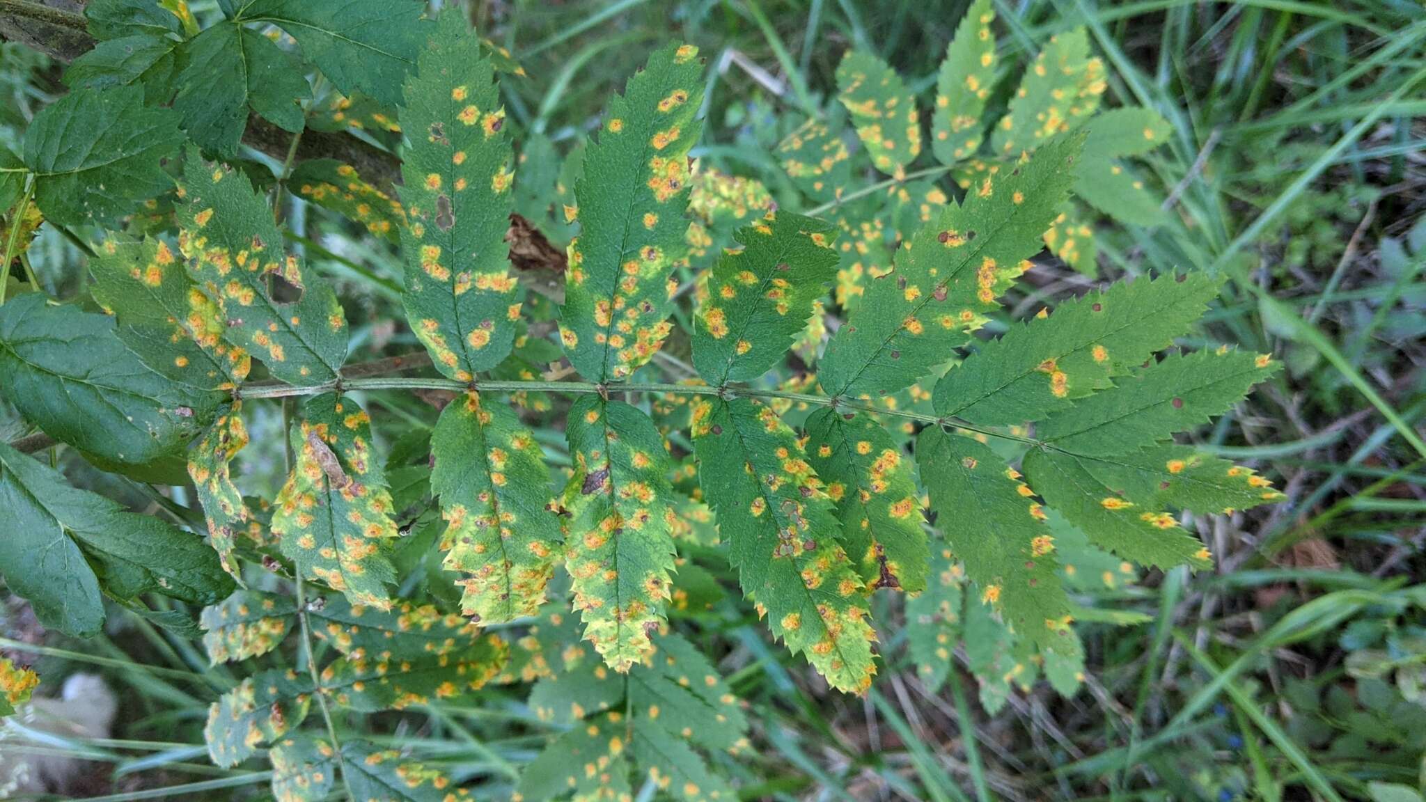 Image of Gymnosporangium cornutum Arthur ex F. Kern 1911