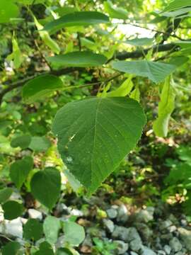 Image of Tilia americana var. mexicana (Schltdl.) J. W. Hardin