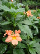 Imagem de Crossandra infundibuliformis (L.) Nees