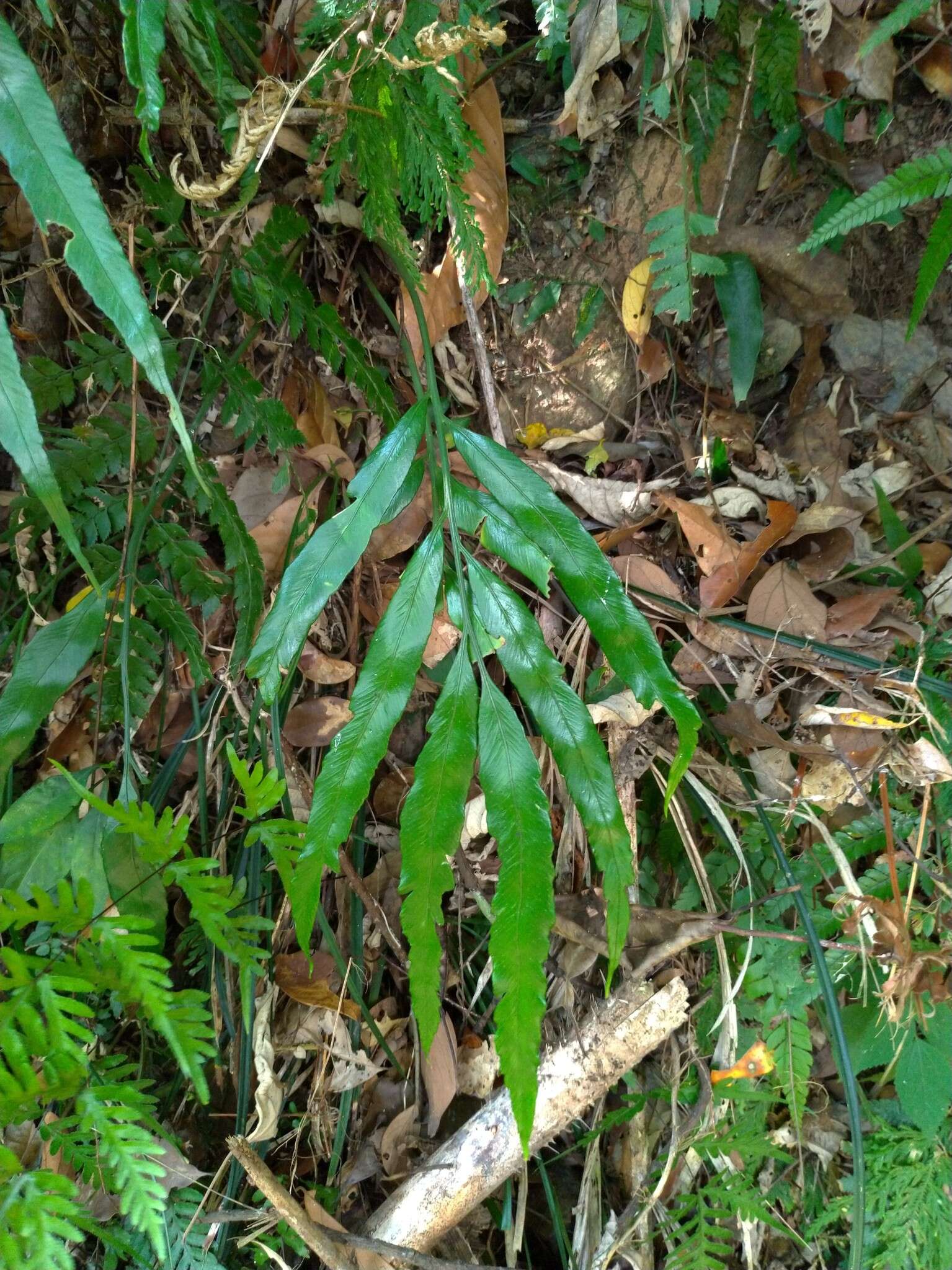 Image of Asplenium formosae Christ