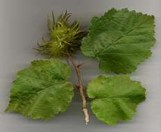 Image of Turkish Hazel