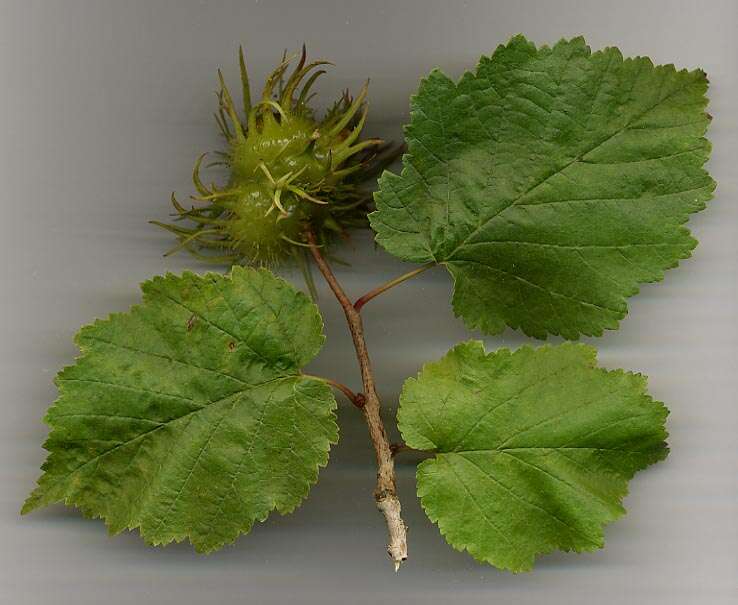 Image of Turkish Hazel