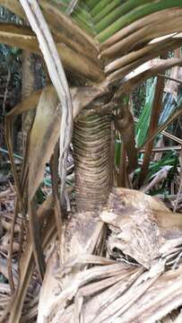 Image of Pandanus spinifer Warb.