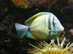 Image of Desjardin's Sailfin Tang