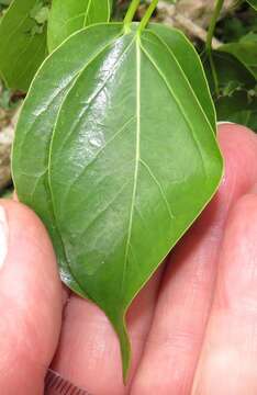 Ficus polita Vahl的圖片