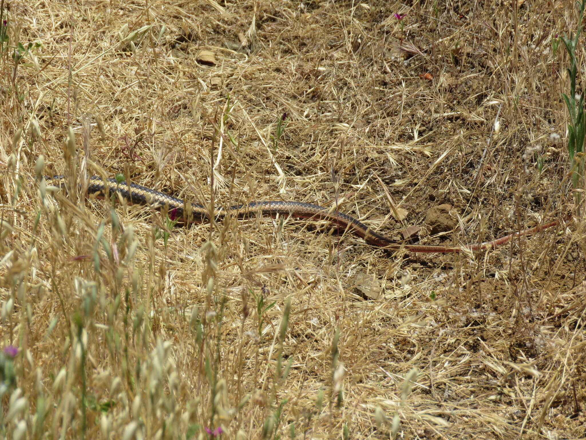 Image of Alameda Striped Racer