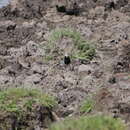 Image of Masked Wagtail