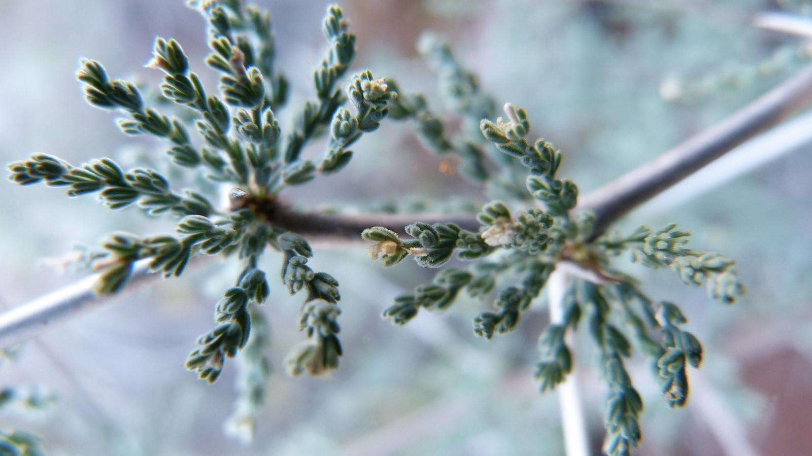 Image of Asparagus capensis var. capensis