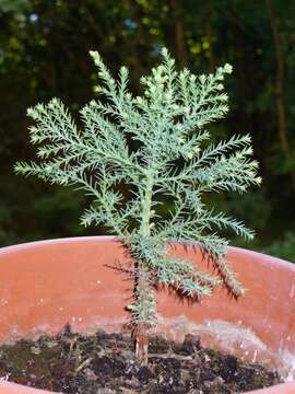 Image of giant sequoia