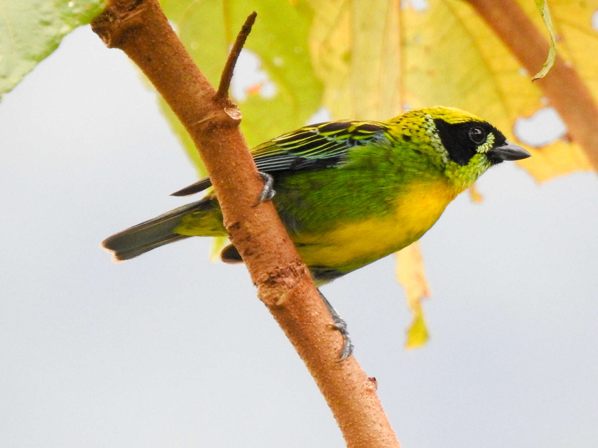 Tangara schrankii (Spix 1825) resmi