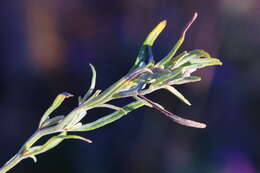 Image of Polydora angustifolia (Steetz) H. Robinson