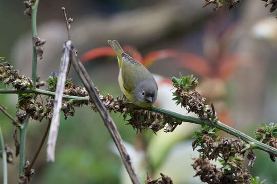 Leiothlypis ruficapilla ridgwayi (Van Rossem 1929) resmi