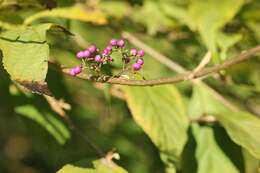 Image of Japanese callicarpa