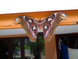 Image of atlas moth