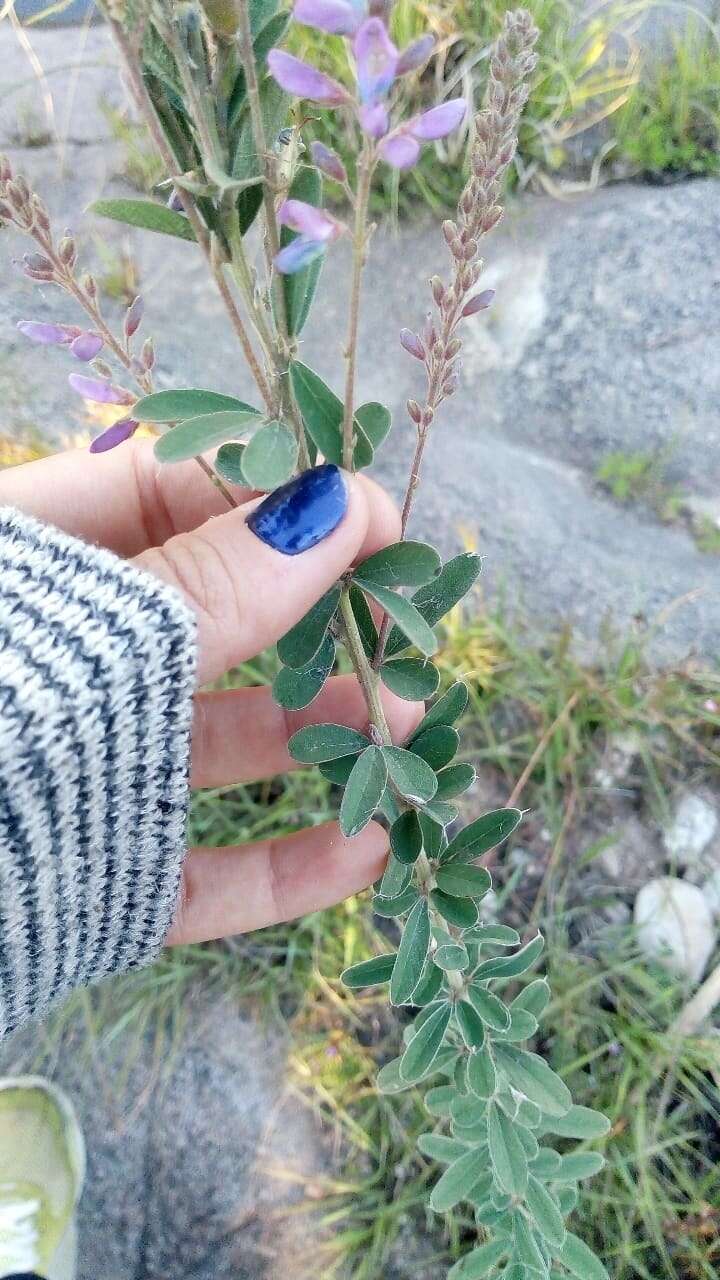 Imagem de Desmodium cuneatum Hook. & Arn.