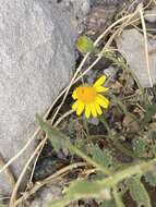 Image of Parry's rockdaisy