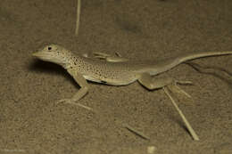 Image of Mojave Fringe-toed Lizard