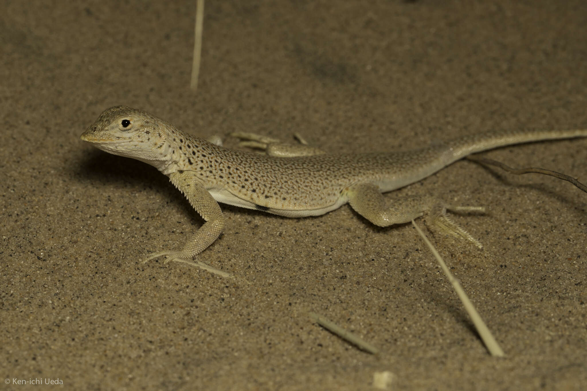 Image of Mojave Fringe-toed Lizard