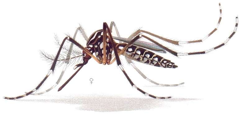 Image of Dengue fever mosquito