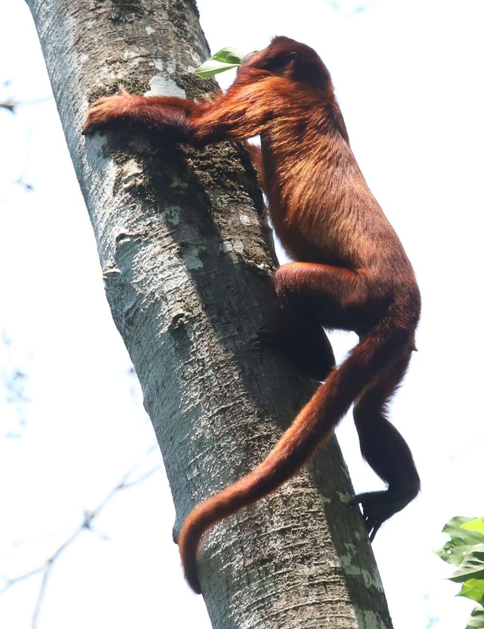 Image of Bolivian Red Howler Monkey