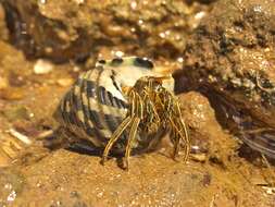 Image of Clibanarius taeniatus (H. Milnne Edwards 1848)