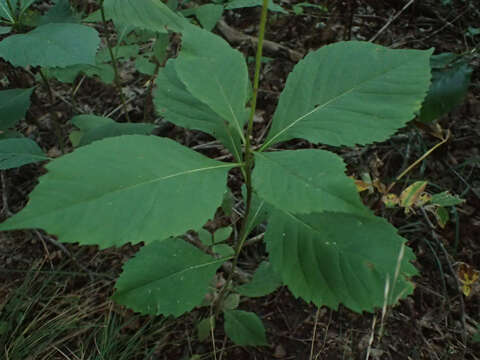 Image of broadleaf tickseed