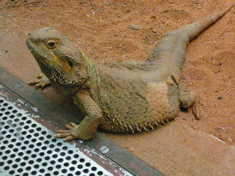 Image of Central bearded dragon